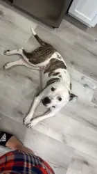 Lost Female Dog last seen Parrish Ave Hamilton Ohio 45011, Hamilton, OH 45011