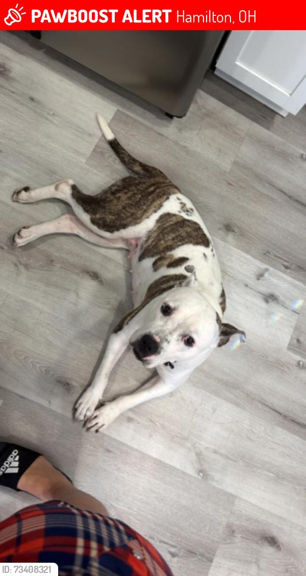 Lost Female Dog last seen Parrish Ave Hamilton Ohio 45011, Hamilton, OH 45011