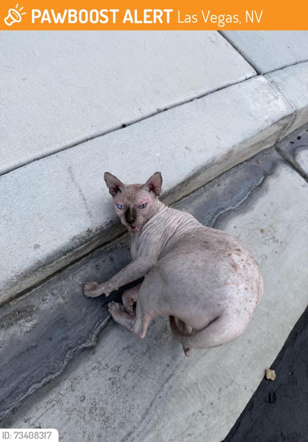 Found/Stray Unknown Cat last seen Buffalo and Oakey, Las Vegas, NV 89117