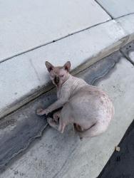 Found/Stray Unknown Cat last seen Buffalo and Oakey, Las Vegas, NV 89117