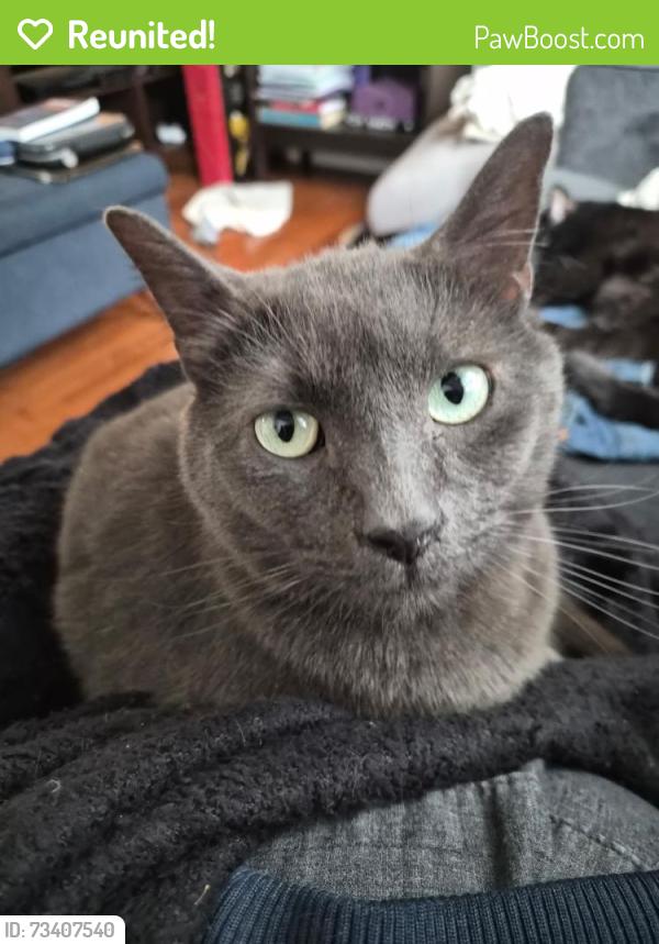 Reunited Male Cat last seen College Ave., Oakmont, PA 15139