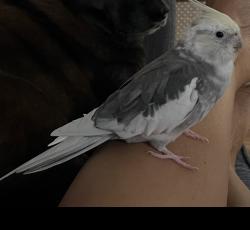 Lost Female Bird last seen Conrad st, Sayreville, Sayreville, NJ 08872