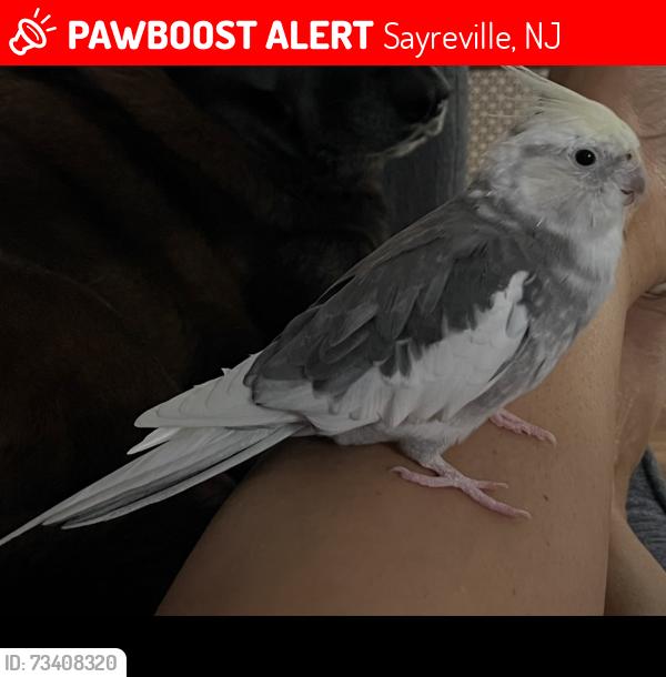 Lost Female Bird last seen Conrad st, Sayreville, Sayreville, NJ 08872