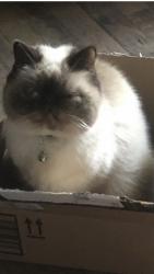 Lost Female Cat last seen Near CARMEL AVE BREWSTER NY 10509, Brewster, NY 10509