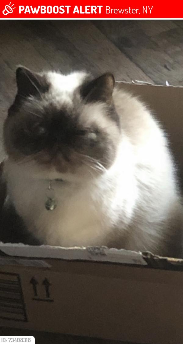 Lost Female Cat last seen Near CARMEL AVE BREWSTER NY 10509, Brewster, NY 10509