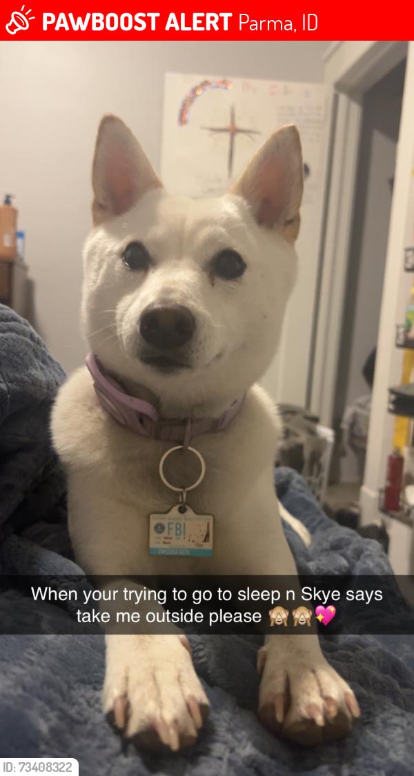 Lost Female Dog last seen Parma drive in and parma town, Parma, ID 83660