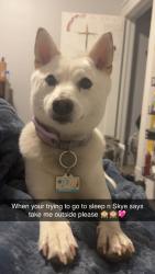 Lost Female Dog last seen Parma drive in and parma town, Parma, ID 83660