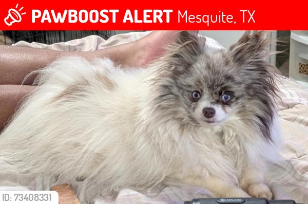 Lost Female Dog last seen Brazoria and Shackelford, Mesquite, TX 75150