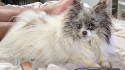 Lost Female Dog last seen Brazoria and Shackelford, Mesquite, TX 75150