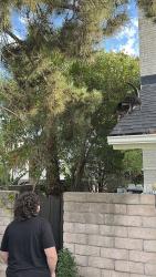 Reunited Male Cat last seen Sandtrap Drive and Rainbow Hill Road, Agoura Hills, CA 91301