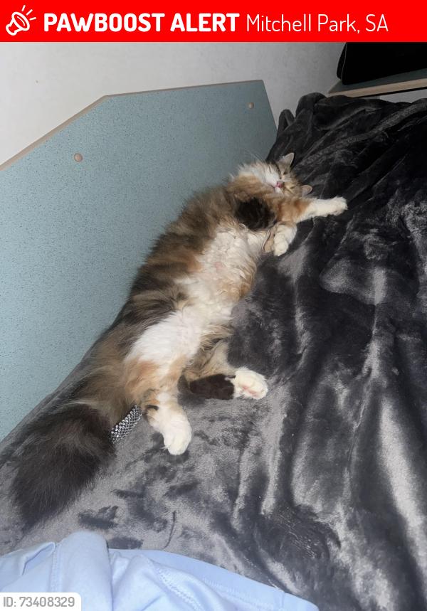Lost Female Cat last seen Karu st Mitchell park, Mitchell Park, SA 5043