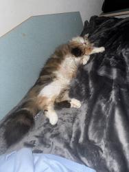 Lost Female Cat last seen Karu st Mitchell park, Mitchell Park, SA 5043