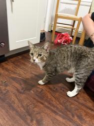 Found/Stray Male Cat last seen Near 5th street in cambridge, Cambridge, MA 02141