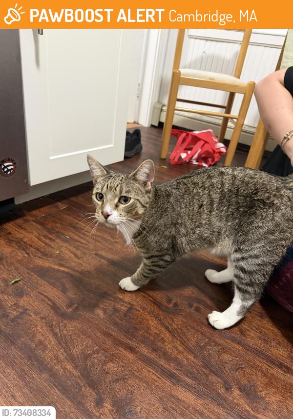 Found/Stray Male Cat last seen Near 5th street in cambridge, Cambridge, MA 02141