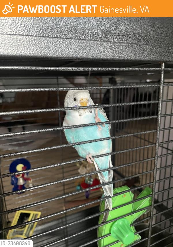 Found/Stray Unknown Bird last seen Fieldstone way, Gainesville, VA 20155