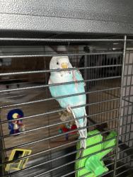 Found/Stray Unknown Bird last seen Fieldstone way, Gainesville, VA 20155