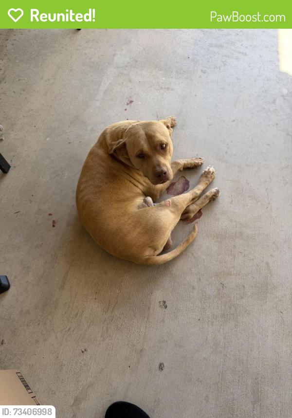 Reunited Male Dog last seen Cliffrose ct and Jonathan, Adelanto, CA 92301