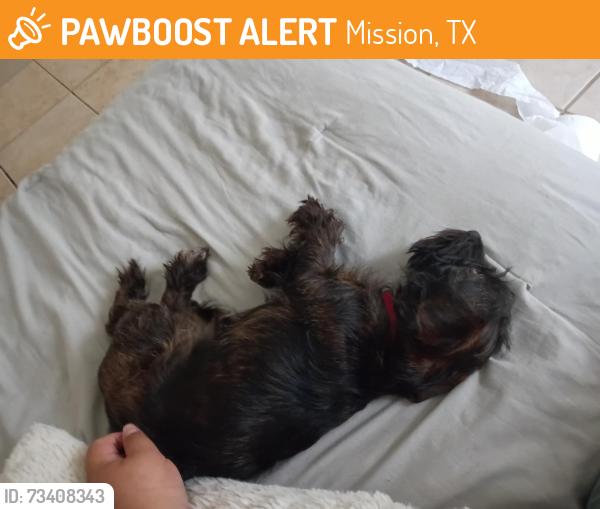 Found/Stray Female Dog last seen Inspiration, Mission, TX 78573