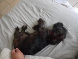 Found/Stray Female Dog last seen Inspiration, Mission, TX 78573