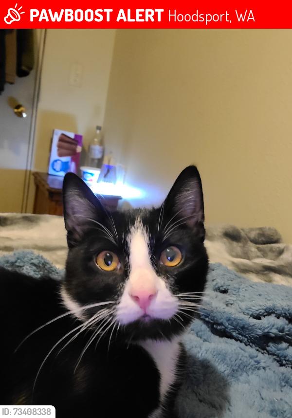 Lost Male Cat last seen Kokanee division, Hoodsport, WA 98548