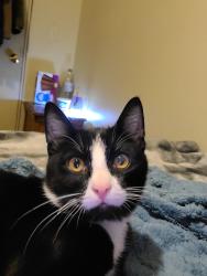 Lost Male Cat last seen Kokanee division, Hoodsport, WA 98548