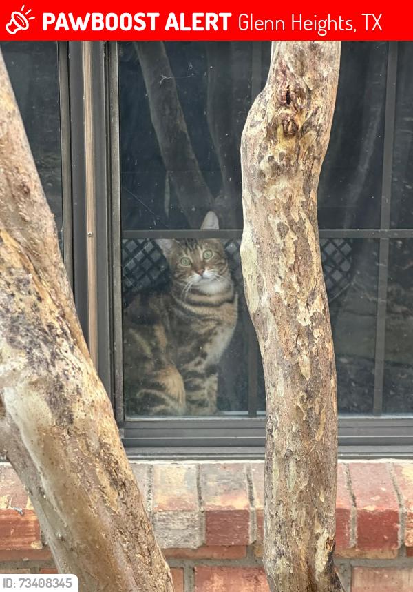 Lost Male Cat last seen red bud ct, Glenn Heights, TX 75154