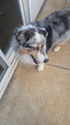 Found/Stray Male Dog last seen Highway 14, Greenville, SC 29615
