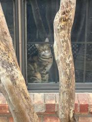 Lost Male Cat last seen red bud ct, Glenn Heights, TX 75154