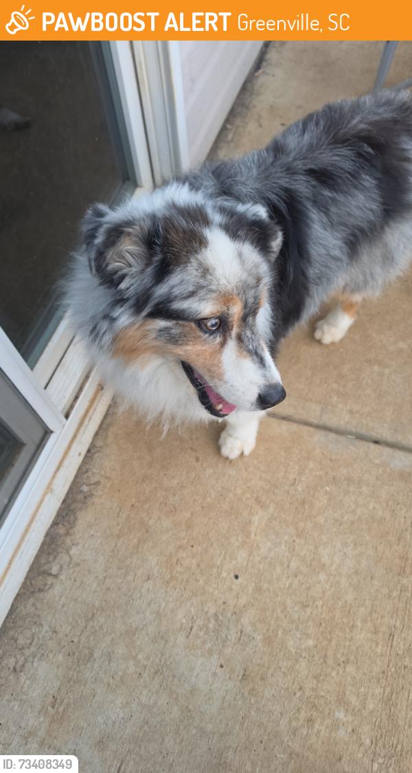 Found/Stray Male Dog last seen Highway 14, Greenville, SC 29615