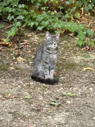Reunited Female Cat last seen Sidney and Tremont, Port Orchard, WA 98366