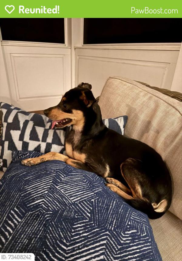 Reunited Unknown Dog last seen Floyd and Hamilton, Richmond, VA 23221