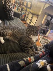 Reunited Female Cat last seen 20th and chestnut, Philadelphia, PA 19103