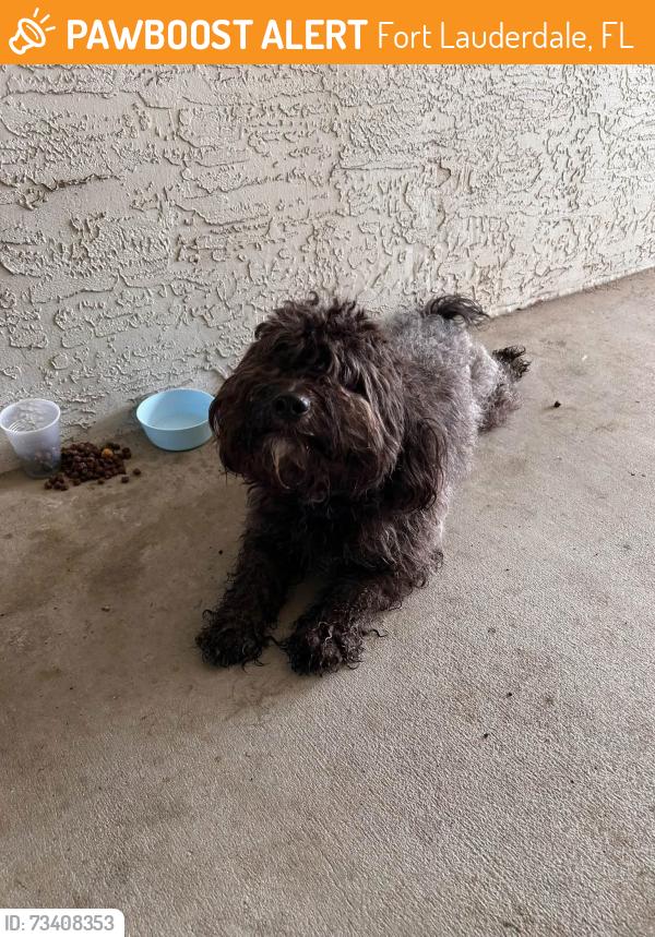 Found/Stray Male Dog last seen Scarborough Drive, Davie, Florida, 33324, Fort Lauderdale, FL 33324