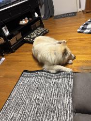 Found/Stray Male Dog last seen Chickamauga Avenue, Rossville, GA 37407
