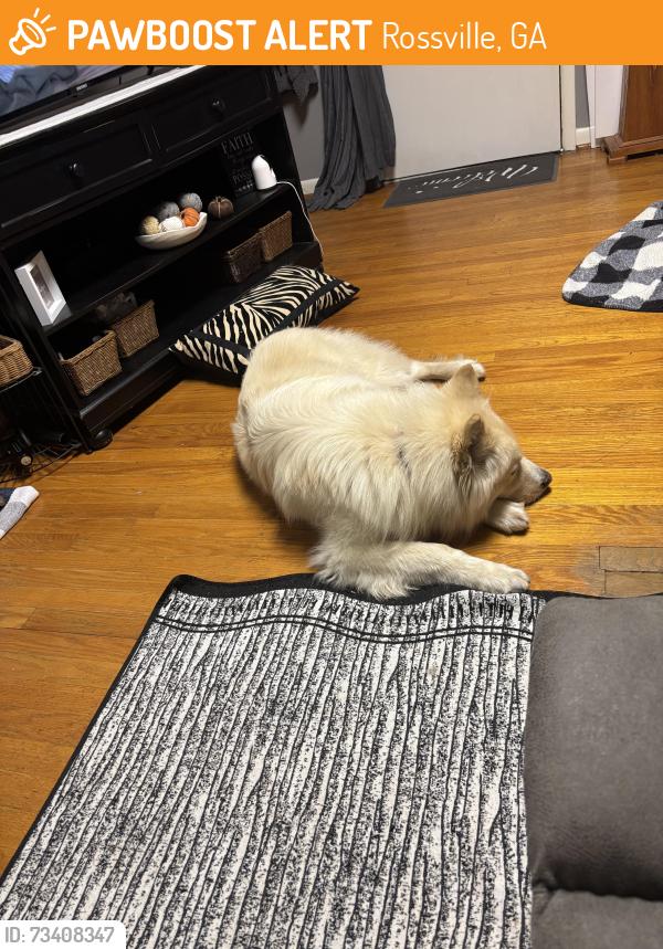Found/Stray Male Dog last seen Chickamauga Avenue, Rossville, GA 37407