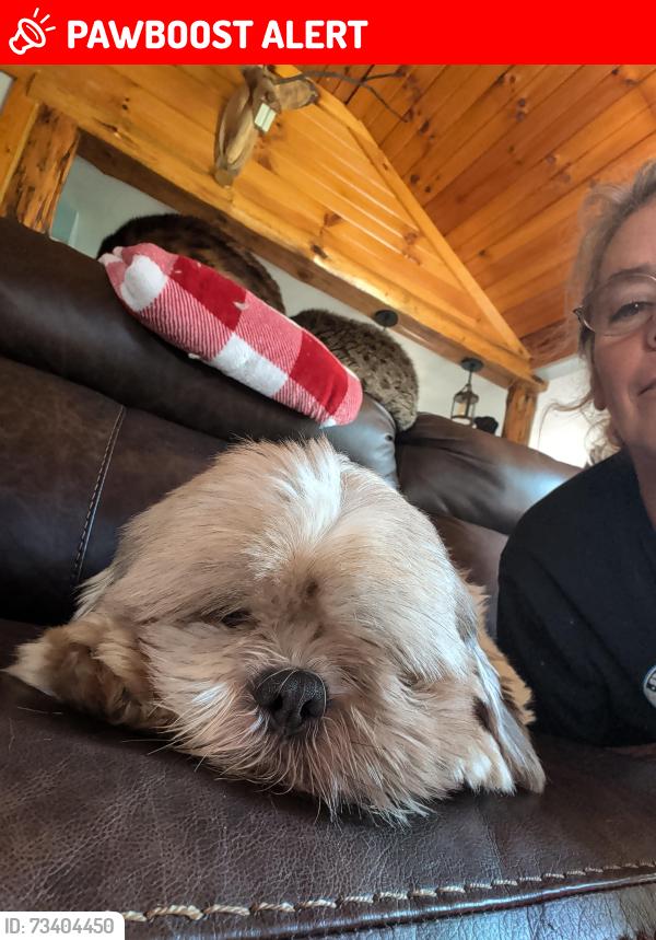 Lost Male Dog last seen Ridgewood and Jacoby rd copley, Copley Township, OH 44321