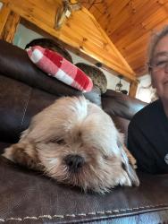 Lost Male Dog last seen Ridgewood and Jacoby rd copley, Copley Township, OH 44321