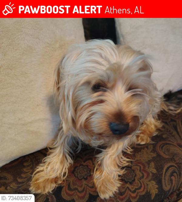 Lost Male Dog last seen He doesn't go far but around here in the neighborhood, Athens, AL 35611