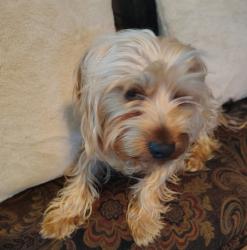 Lost Male Dog last seen He doesn't go far but around here in the neighborhood, Athens, AL 35611