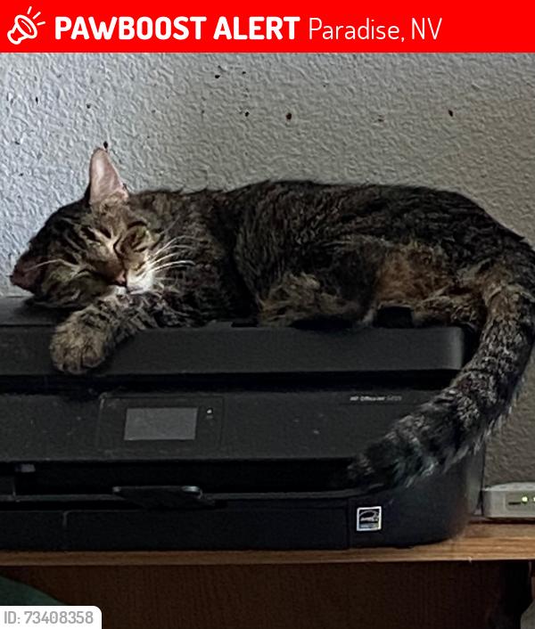 Lost Male Cat last seen Harmon/Euclid, Paradise, NV 89119