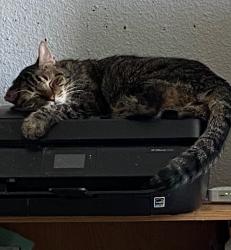 Lost Male Cat last seen Harmon/Euclid, Paradise, NV 89119