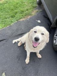 Found/Stray Female Dog last seen Meadow lane, Marianna, PA 15345