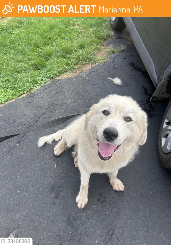 Found/Stray Female Dog last seen Meadow lane, Marianna, PA 15345