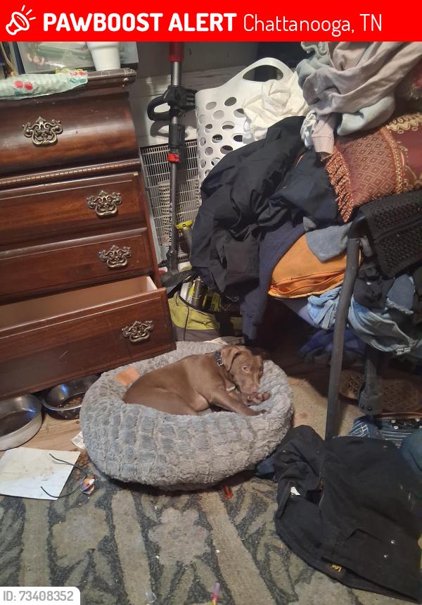 Lost Male Dog last seen Strawberry lane and hixson pike, Chattanooga, TN 37343