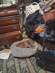 Lost Male Dog last seen Strawberry lane and hixson pike, Chattanooga, TN 37343