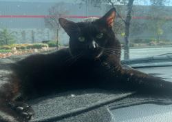 Lost Male Cat last seen Argonaut at Safeway Shopping Center, Fremont, CA 94536