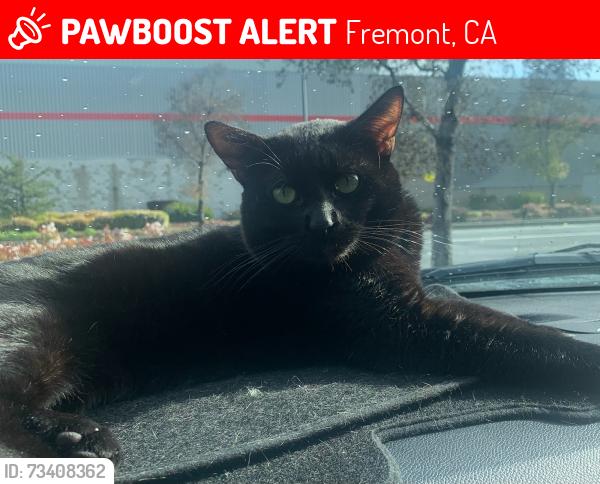 Lost Male Cat last seen Argonaut at Safeway Shopping Center, Fremont, CA 94536