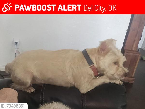 Lost Male Dog last seen Ted's Escondido restaurant Sooner Road, Del City, OK 73115