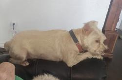 Lost Male Dog last seen Ted's Escondido restaurant Sooner Road, Del City, OK 73115