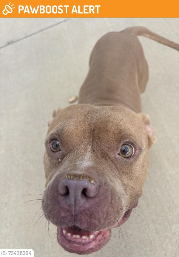 Found/Stray Male Dog last seen Old Burnette, Spartanburg County, SC 29349